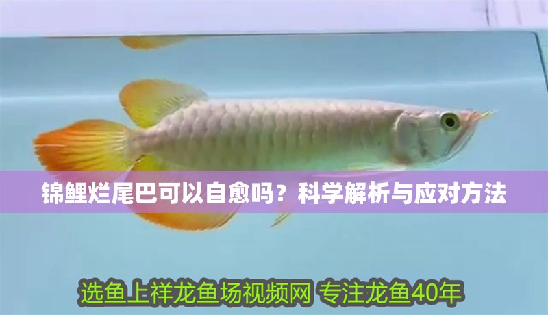 錦鯉爛尾巴可以自愈嗎？科學(xué)解析與應(yīng)對方法