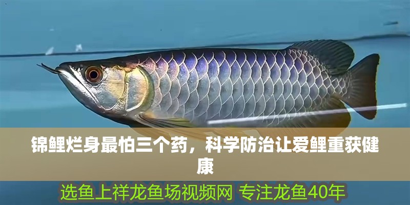 錦鯉爛身最怕三個(gè)藥，科學(xué)防治讓愛(ài)鯉重獲健康 錦鯉爛身最怕三個(gè)藥，科學(xué)防治讓愛(ài)鯉重獲健康 龍魚百科 第2張