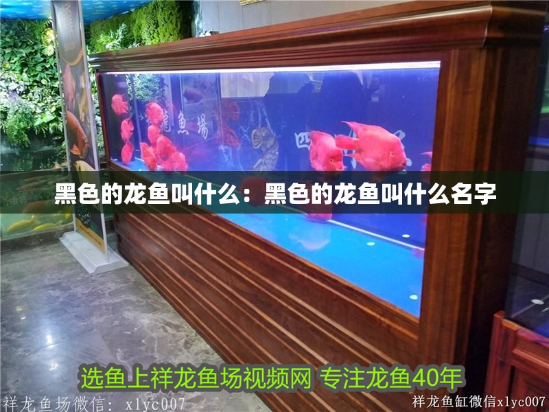 黑色的龍魚叫什么：黑色的龍魚叫什么名字 黑色的龍魚叫什么：黑色的龍魚叫什么名字 水族問答