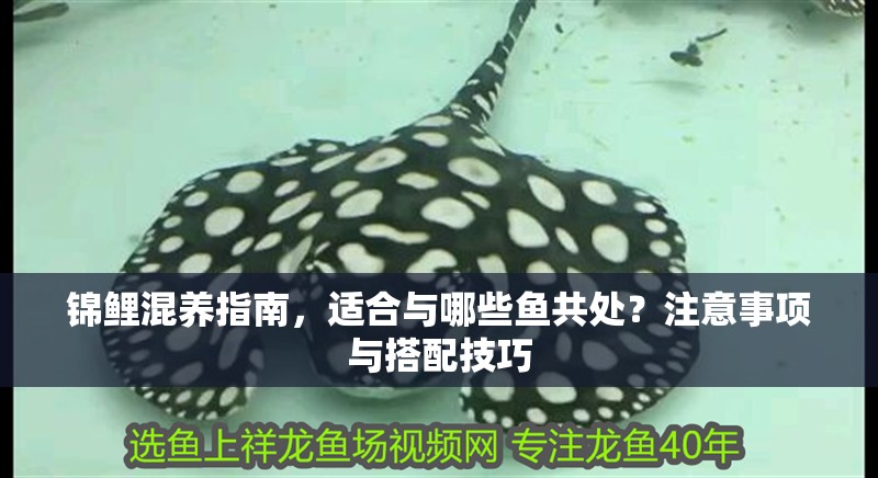 錦鯉混養(yǎng)指南，適合與哪些魚共處？注意事項與搭配技巧 錦鯉混養(yǎng)指南，適合與哪些魚共處？注意事項與搭配技巧 龍魚百科 第1張