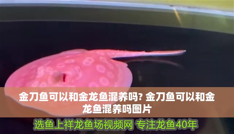金刀魚可以和金龍魚混養(yǎng)嗎? 金刀魚可以和金龍魚混養(yǎng)嗎圖片