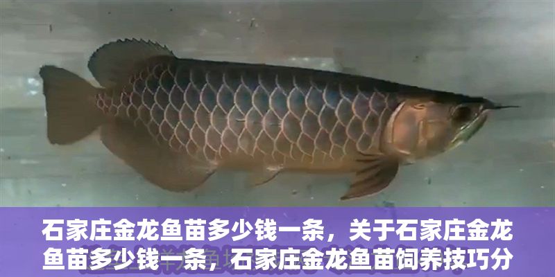 石家莊金龍魚苗多少錢一條，關于石家莊金龍魚苗多少錢一條，石家莊金龍魚苗飼養(yǎng)技巧分享
