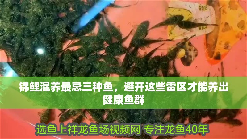 錦鯉混養最忌三種魚，避開這些雷區才能養出健康魚群