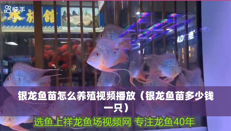銀龍魚苗怎么養(yǎng)殖視頻播放（銀龍魚苗多少錢一只）