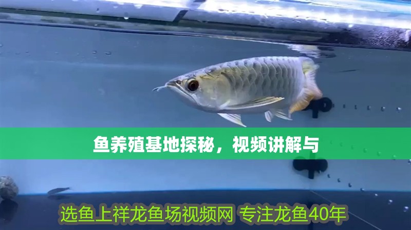 魚養殖基地探秘，視頻講解與