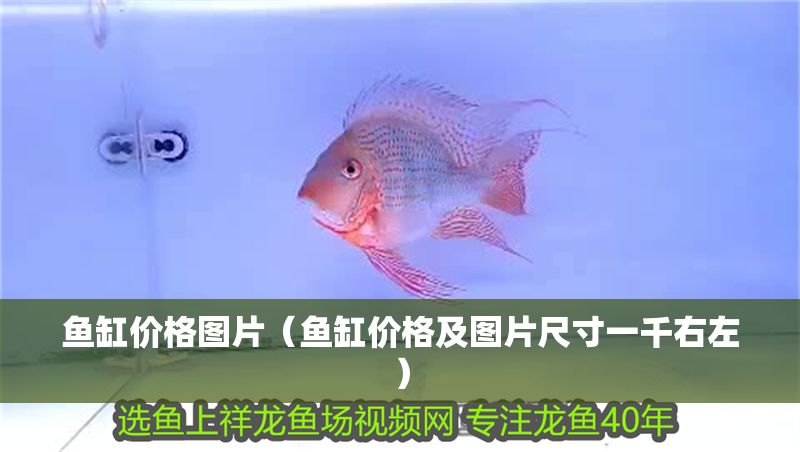 魚缸價格圖片（魚缸價格及圖片尺寸一千右左）