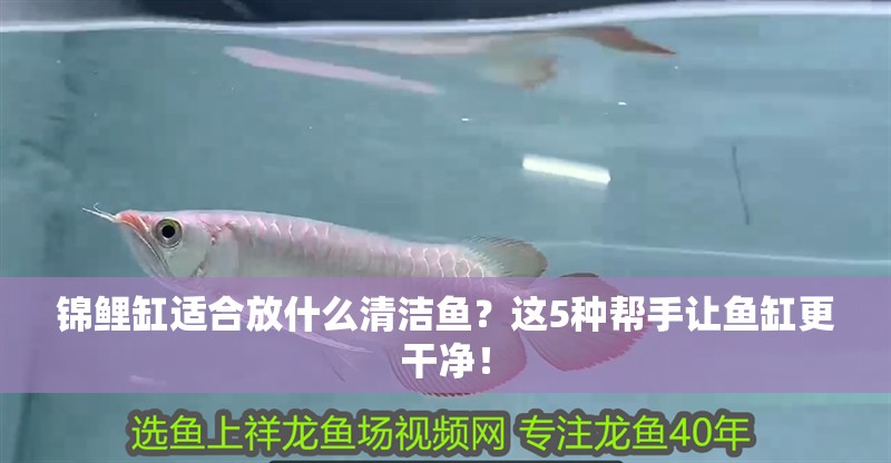 錦鯉缸適合放什么清潔魚？這5種幫手讓魚缸更干凈！