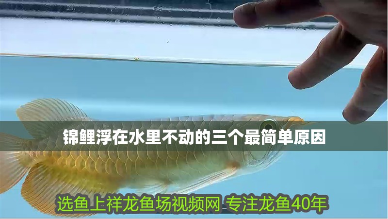 錦鯉浮在水里不動的三個最簡單原因