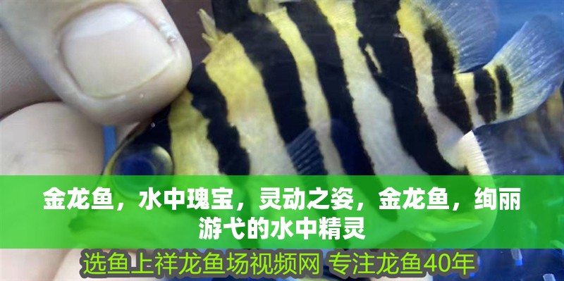 金龍魚，水中瑰寶，靈動之姿，金龍魚，絢麗游弋的水中精靈