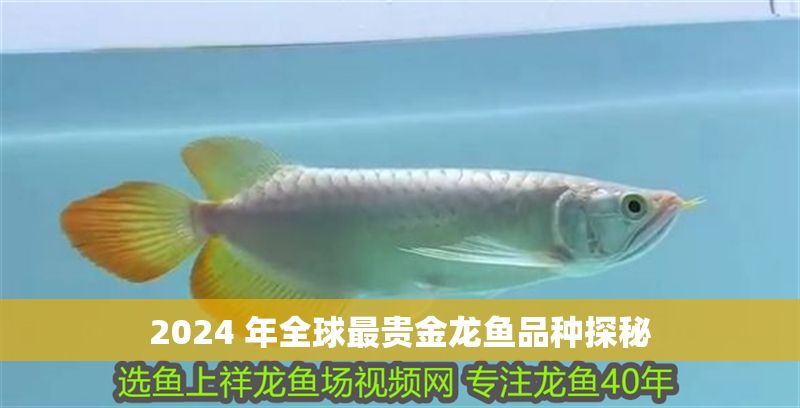 2024 年全球最貴金龍魚品種探秘