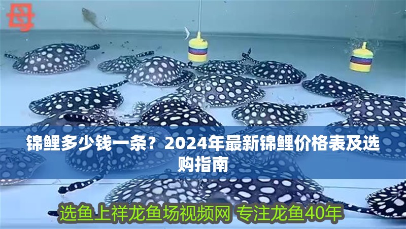 錦鯉多少錢一條？2024年最新錦鯉價格表及選購指南