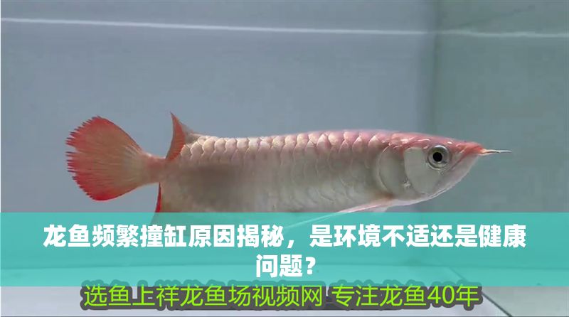 龍魚頻繁撞缸原因揭秘，是環境不適還是健康問題？