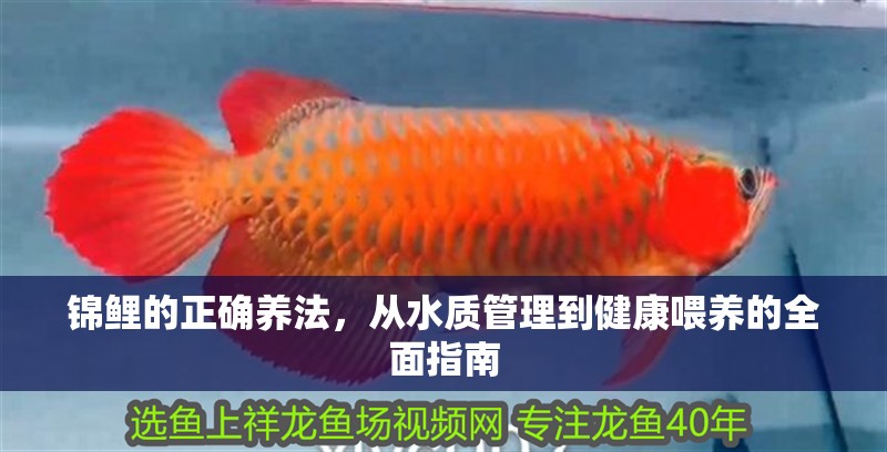 錦鯉的正確養法，從水質管理到健康喂養的全面指南