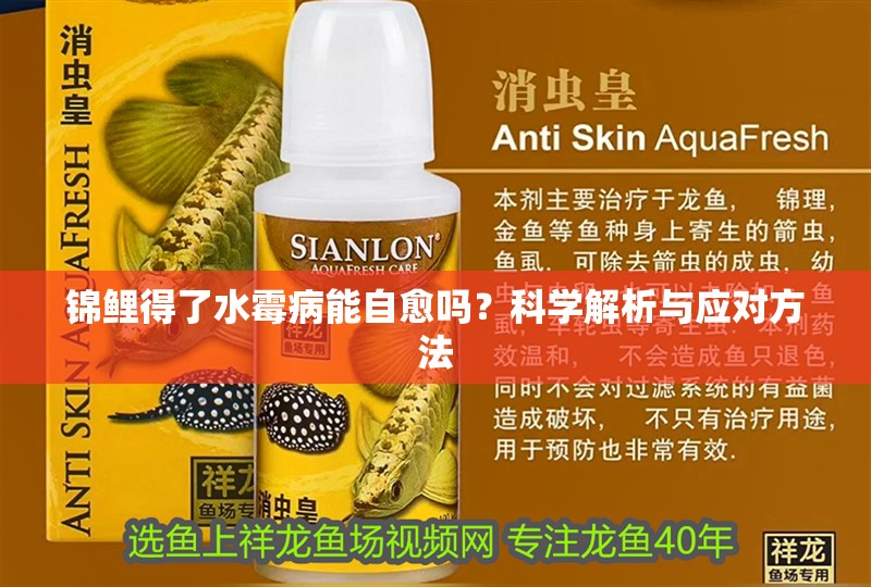 錦鯉得了水霉病能自愈嗎？科學(xué)解析與應(yīng)對(duì)方法 錦鯉得了水霉病能自愈嗎？科學(xué)解析與應(yīng)對(duì)方法 龍魚百科 第2張