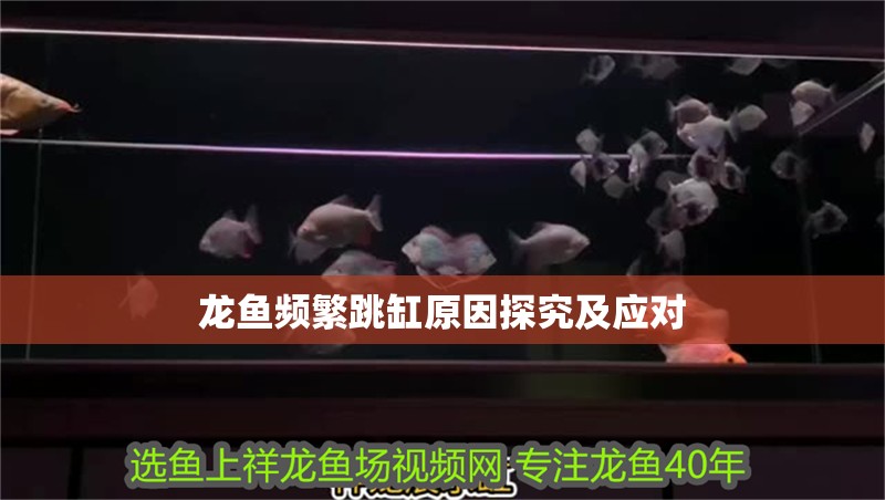 龍魚頻繁跳缸原因探究及應(yīng)對(duì)