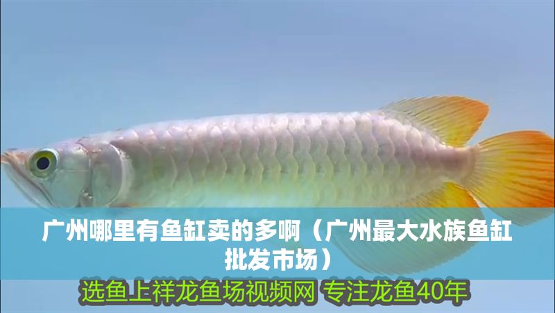 廣州哪里有魚缸賣的多啊（廣州最大水族魚缸批發市場） 廣州哪里有魚缸賣的多?。◤V州最大水族魚缸批發市場） 龍魚百科 第1張