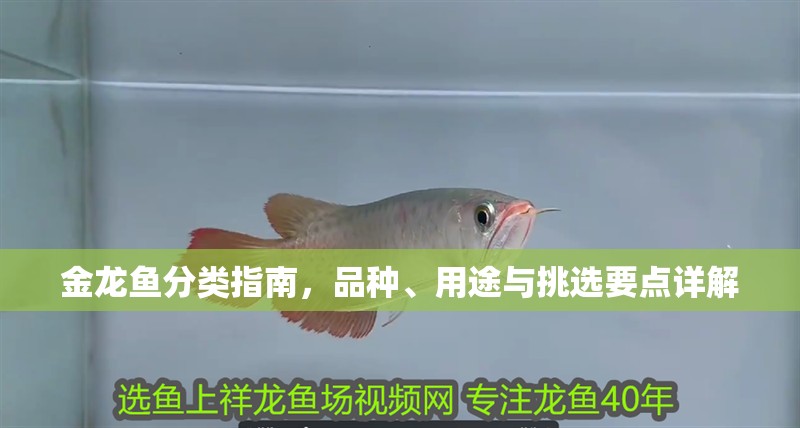 金龍魚分類指南，品種、用途與挑選要點詳解