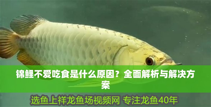 錦鯉不愛吃食是什么原因？全面解析與解決方案