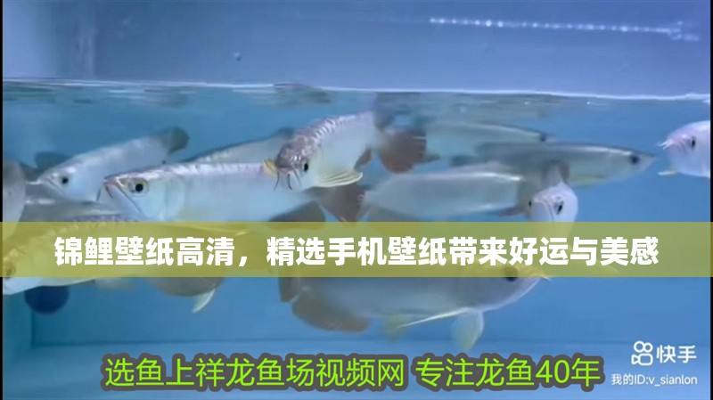 錦鯉壁紙高清，精選手機壁紙帶來好運與美感