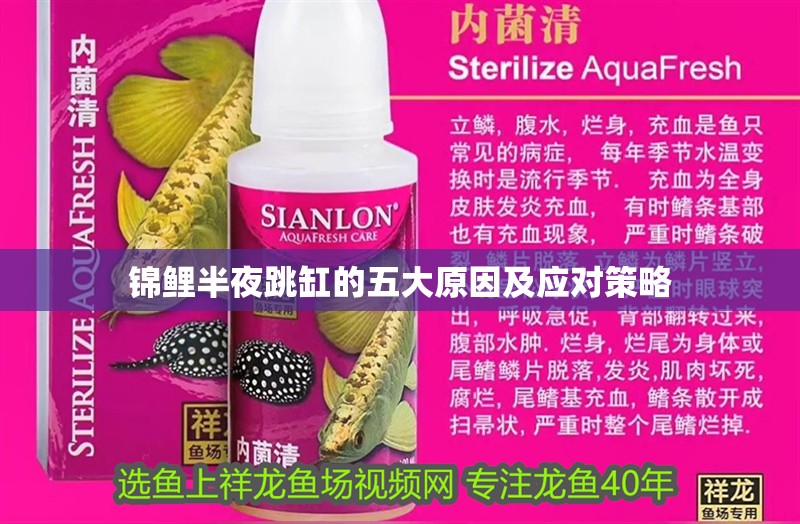 錦鯉半夜跳缸的五大原因及應對策略 錦鯉半夜跳缸的五大原因及應對策略 龍魚百科 第1張