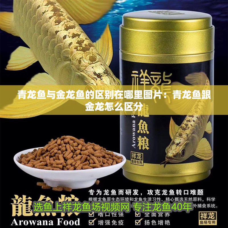 青龍魚與金龍魚的區別在哪里圖片:青龍魚跟金龍怎么區分 龍魚百科 第1張 青龍魚與金龍魚的區別在哪里圖片:青龍魚跟金龍怎么區分 青龍魚與金龍魚的區別在哪里圖片:青龍魚跟金龍怎么區分 龍魚百科 第1張