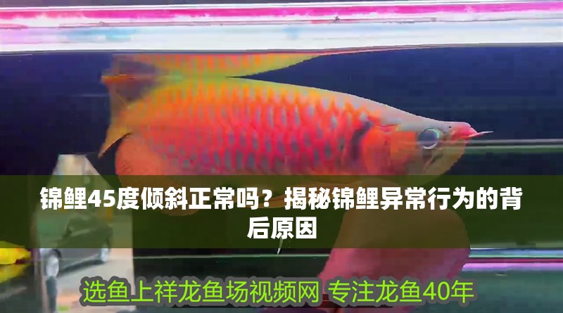 錦鯉45度傾斜正常嗎？揭秘錦鯉異常行為的背后原因