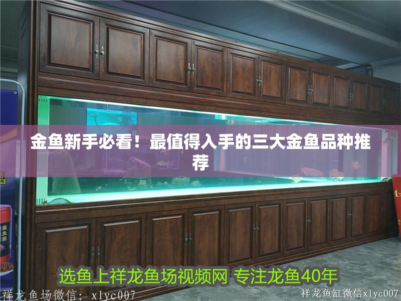 金魚新手必看！最值得入手的三大金魚品種推薦