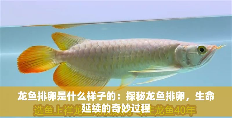 龍魚排卵是什么樣子的：探秘龍魚排卵，生命延續的奇妙過程