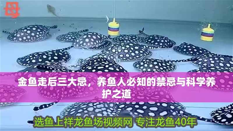 金魚走后三大忌，養魚人必知的禁忌與科學養護之道