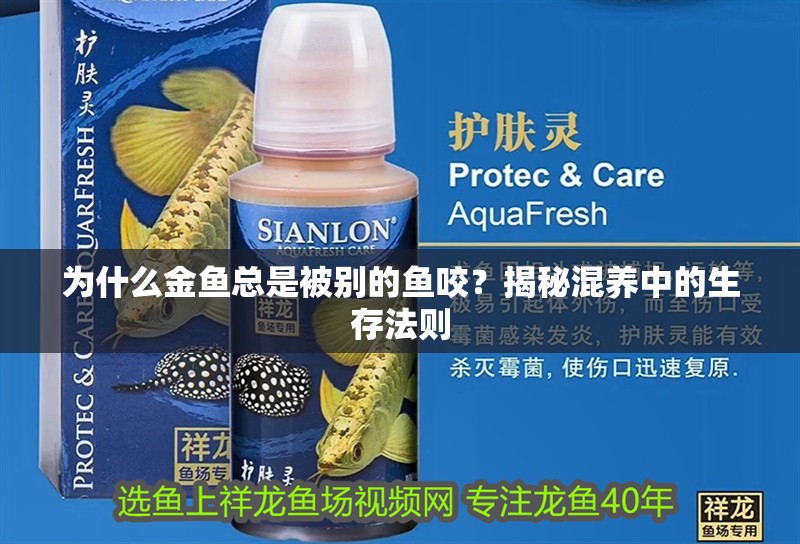 為什么金魚總是被別的魚咬？揭秘混養中的生存法則