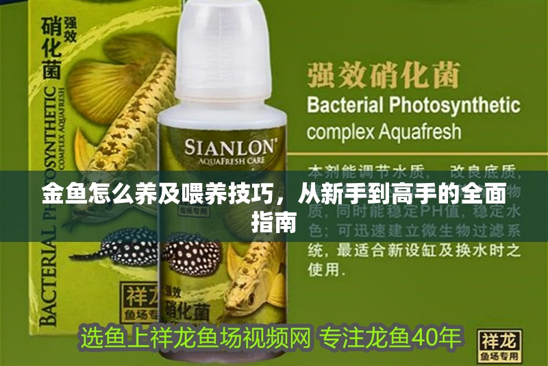 金魚怎么養及喂養技巧，從新手到高手的全面指南