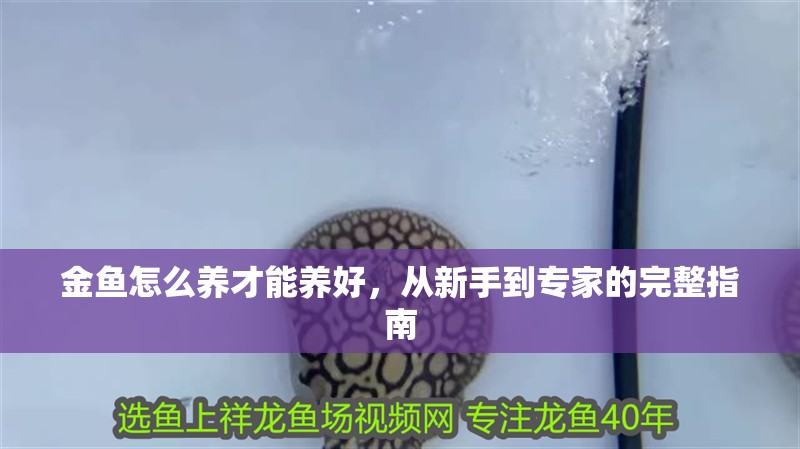 金魚怎么養才能養好，從新手到專家的完整指南 金魚怎么養才能養好，從新手到專家的完整指南 龍魚百科 第1張