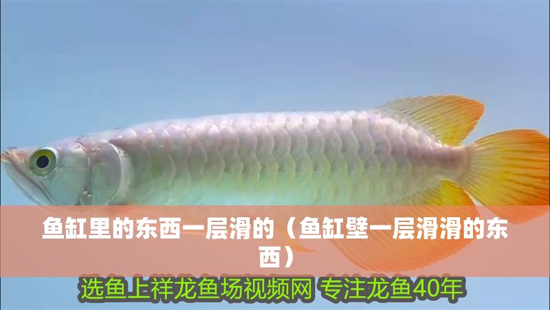 魚缸里的東西一層滑的（魚缸壁一層滑滑的東西）