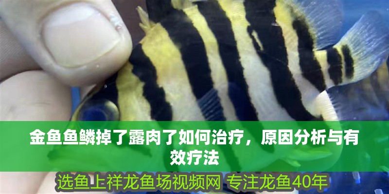 金魚魚鱗掉了露肉了如何治療，原因分析與有效療法 金魚魚鱗掉了露肉了如何治療，原因分析與有效療法 龍魚百科 第3張