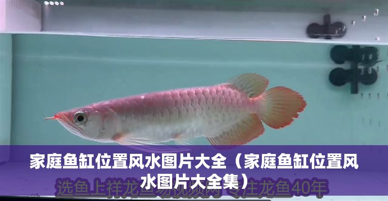 家庭魚缸位置風(fēng)水圖片大全（家庭魚缸位置風(fēng)水圖片大全集） 家庭魚缸位置風(fēng)水圖片大全（家庭魚缸位置風(fēng)水圖片大全集） 龍魚百科 第1張