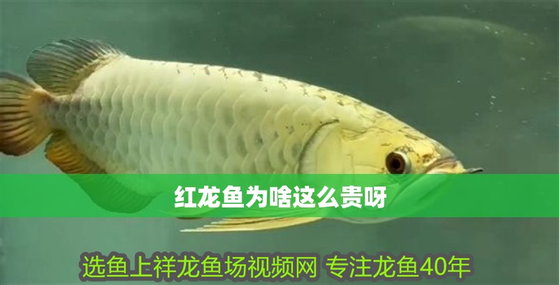 紅龍魚為啥這么貴呀