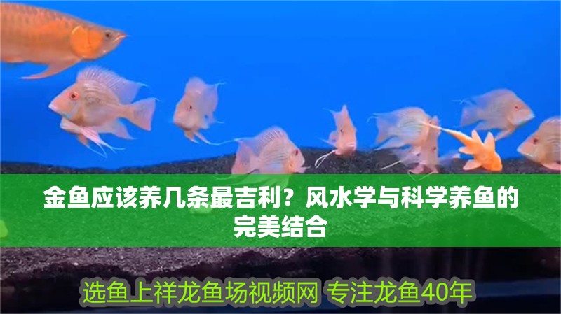 金魚應該養幾條最吉利？風水學與科學養魚的完美結合