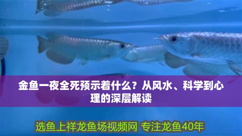 金魚一夜全死預示著什么？從風水、科學到心理的深層解讀 金魚一夜全死預示著什么？從風水、科學到心理的深層解讀 龍魚百科 第1張