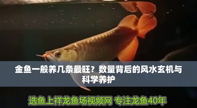 金魚一般養幾條最旺？數量背后的風水玄機與科學養護