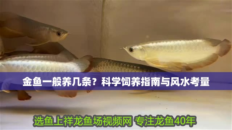 金魚一般養幾條？科學飼養指南與風水考量
