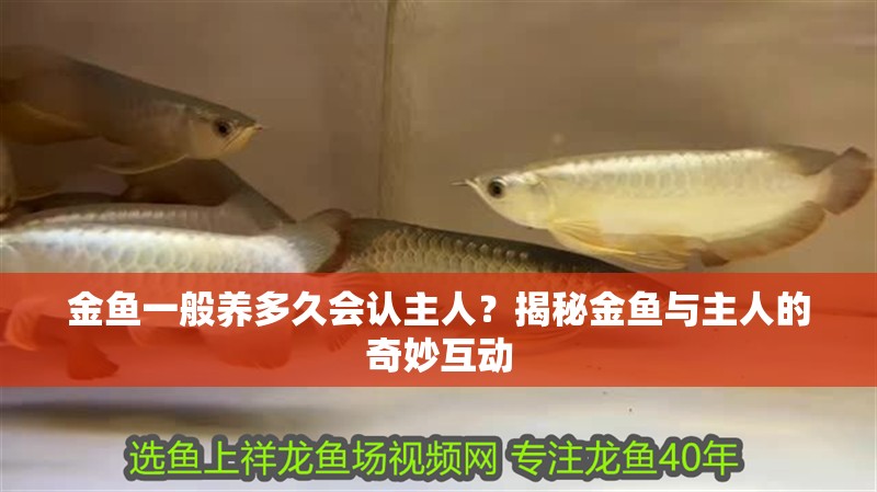 金魚(yú)一般養(yǎng)多久會(huì)認(rèn)主人？揭秘金魚(yú)與主人的奇妙互動(dòng)