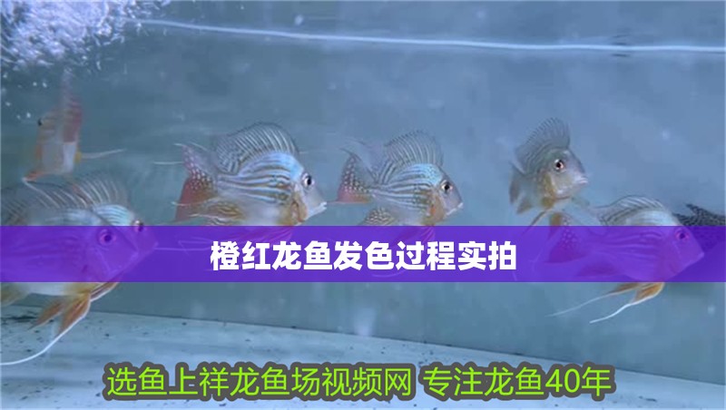 橙紅龍魚發色過程實拍