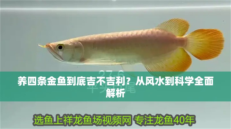 養(yǎng)四條金魚到底吉不吉利？從風(fēng)水到科學(xué)全面解析