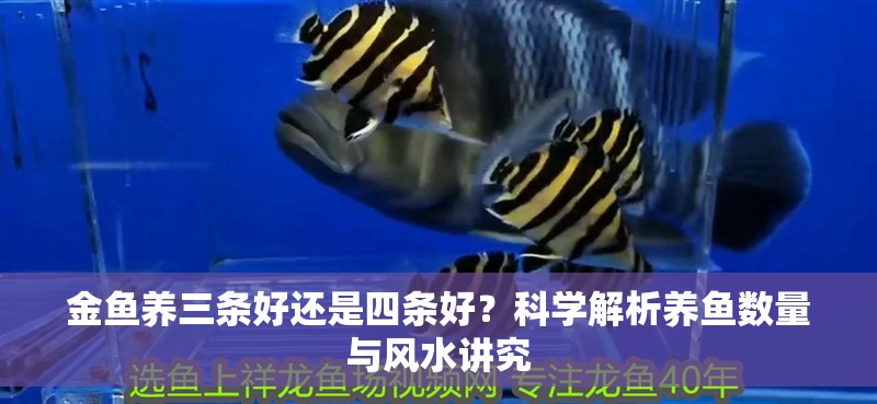 金魚養三條好還是四條好？科學解析養魚數量與風水講究