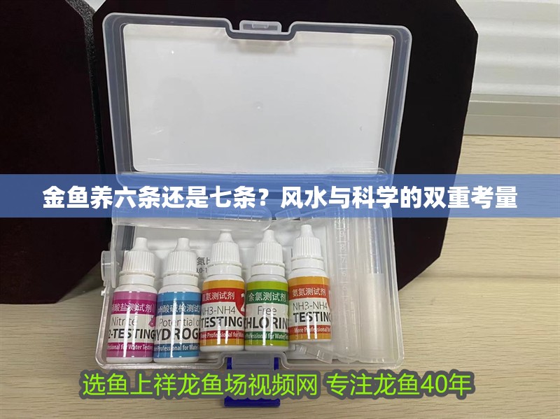 金魚養六條還是七條？風水與科學的雙重考量 金魚養六條還是七條？風水與科學的雙重考量 龍魚百科 第2張