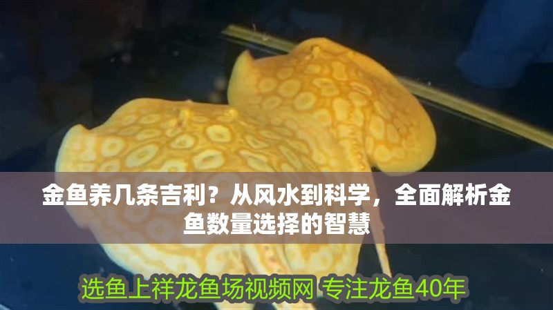 金魚養幾條吉利？從風水到科學，全面解析金魚數量選擇的智慧