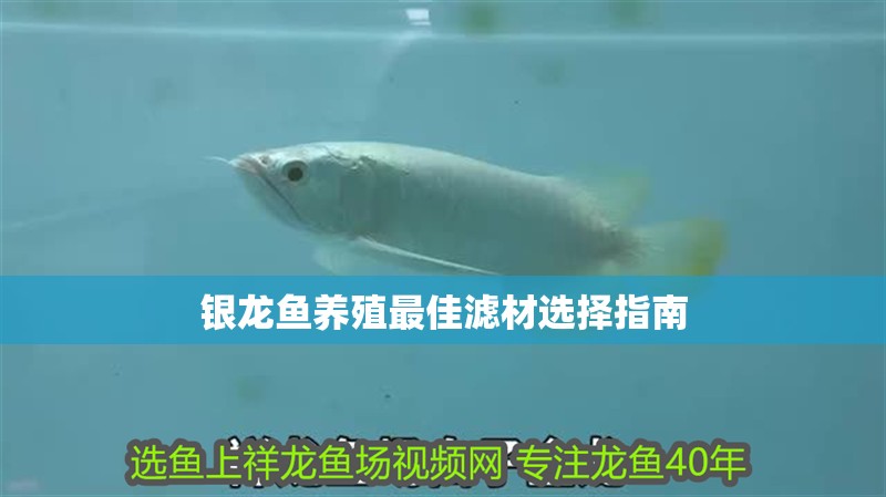 銀龍魚養殖最佳濾材選擇指南