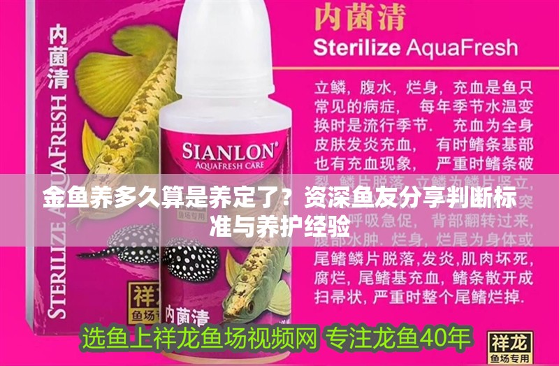 金魚養(yǎng)多久算是養(yǎng)定了？資深魚友分享判斷標(biāo)準(zhǔn)與養(yǎng)護(hù)經(jīng)驗(yàn)