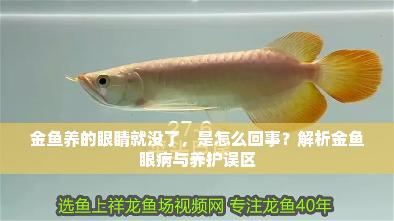 金魚養的眼睛就沒了，是怎么回事？解析金魚眼病與養護誤區