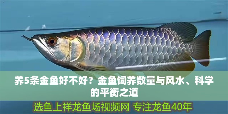 養5條金魚好不好？金魚飼養數量與風水、科學的平衡之道